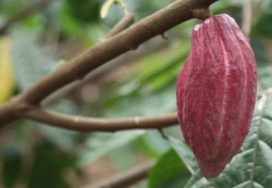 Kakao Edel, Finest Cocoa Variety